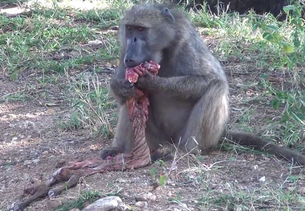 Baboon eating meat