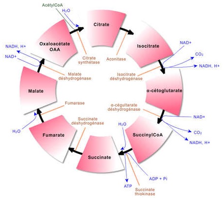 Krebs cycle or citric acid cycle, one of the steps in fatty acid catabolism to produce energy